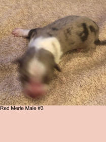 Red Merle Male #3