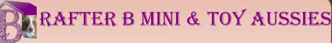 Rafter B Mini & Toy Aussies