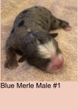 Blue Merle Male #1