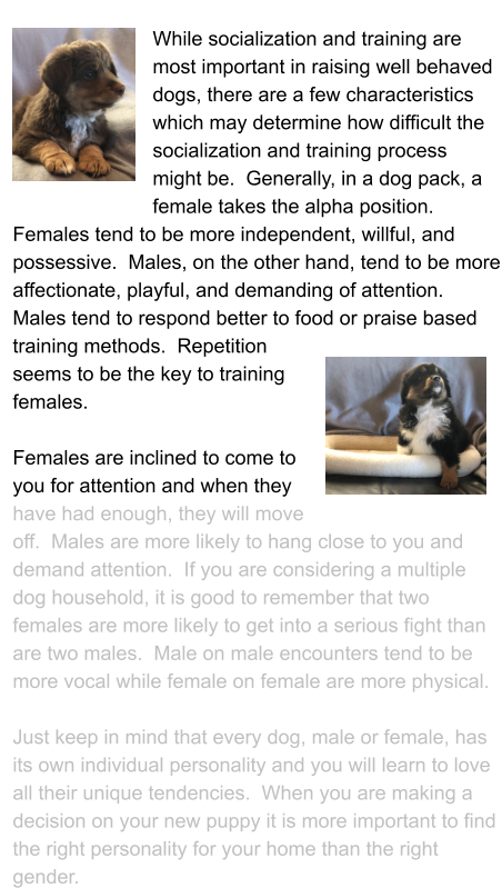 While socialization and training are most important in raising well behaved dogs, there are a few characteristics which may determine how difficult the socialization and training process might be.  Generally, in a dog pack, a female takes the alpha position.  Females tend to be more independent, willful, and possessive.  Males, on the other hand, tend to be more affectionate, playful, and demanding of attention.  Males tend to respond better to food or praise based training methods.  Repetition seems to be the key to training females.    Females are inclined to come to you for attention and when they have had enough, they will move off.  Males are more likely to hang close to you and demand attention.  If you are considering a multiple dog household, it is good to remember that two females are more likely to get into a serious fight than are two males.  Male on male encounters tend to be more vocal while female on female are more physical.    Just keep in mind that every dog, male or female, has its own individual personality and you will learn to love all their unique tendencies.  When you are making a decision on your new puppy it is more important to find the right personality for your home than the right gender.