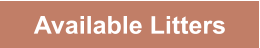 Available Litters