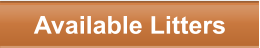 Available Litters