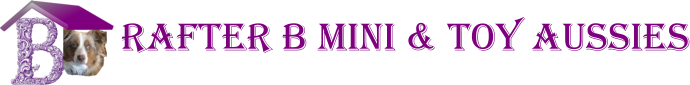 Rafter B Mini & Toy Aussies